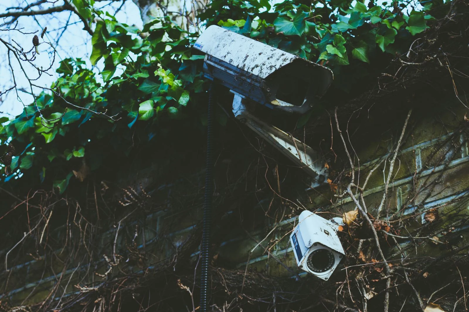 Two outdoor security cameras on a brick wall with climbing plants